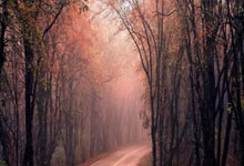 塞尔维亚队喜获世界杯新胜，士气高昂